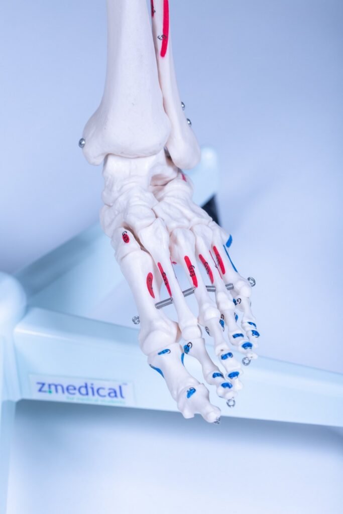 Skelet Advance, voet met zmedical-standaard